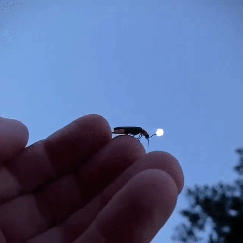 眼睛到不了的地方，文字可以。你有多久没见过萤火虫了？