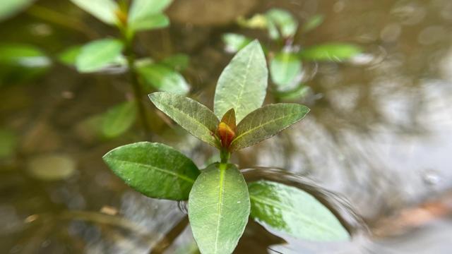 这些植物认识10种以上的，曾经的你一定是一枚朴实可爱的农村娃