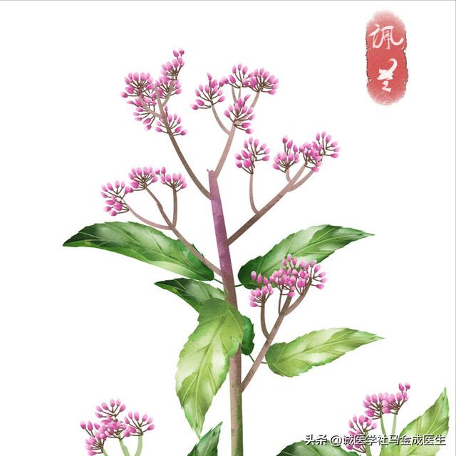干吃不胖？胃强脾弱，讲4味中药，抑胃扶脾，让你长长肉，消化好