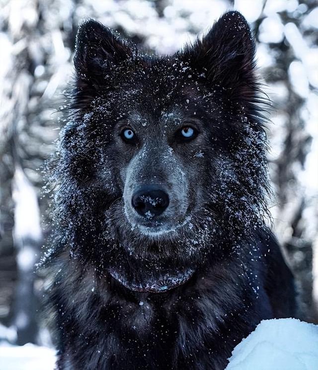 最忠诚又可爱的狗狗十大排名世界最忠诚十大狗狗排名