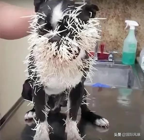 巴西土狗多次挑战豪猪，脸上却被扎满数百根刺，狗主人：免费针灸
