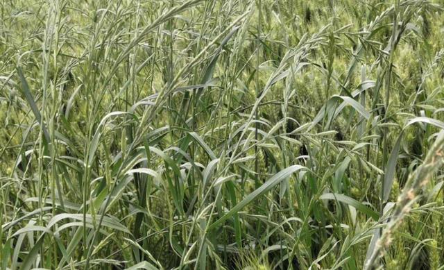 河南省农科院植保专家教你防治小麦田多花黑麦草