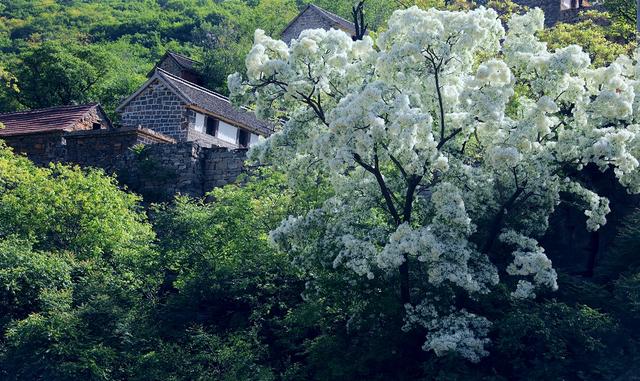 石大沟村流苏花进入盛开季节，满树白花，如覆霜盖雪