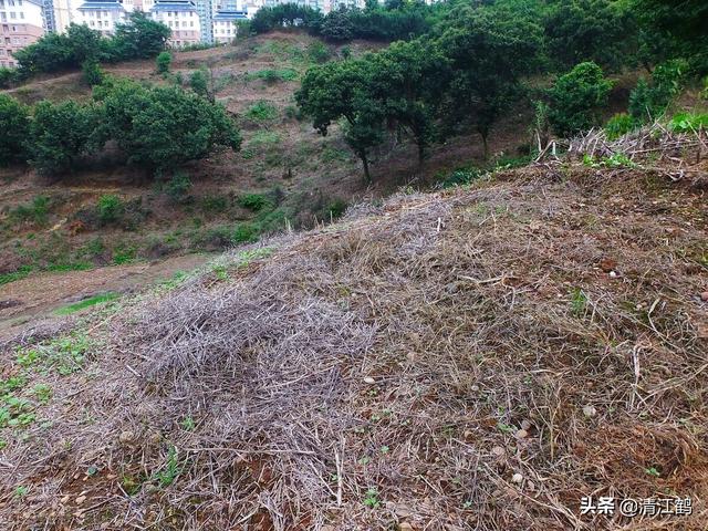 草甘膦除草剂2