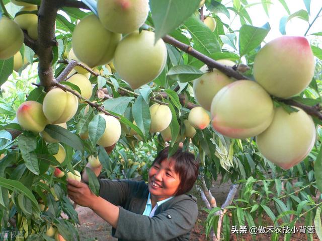 种植桃树巧用多效唑，果农实现高产增收效益好6