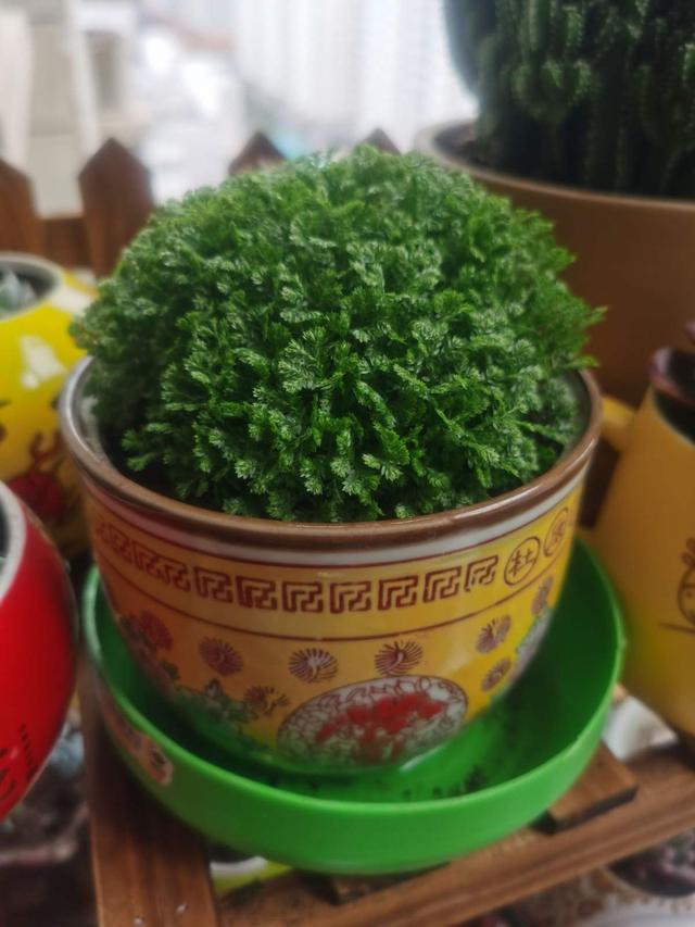 办公室绿色植物（办公室绿色植物图片）