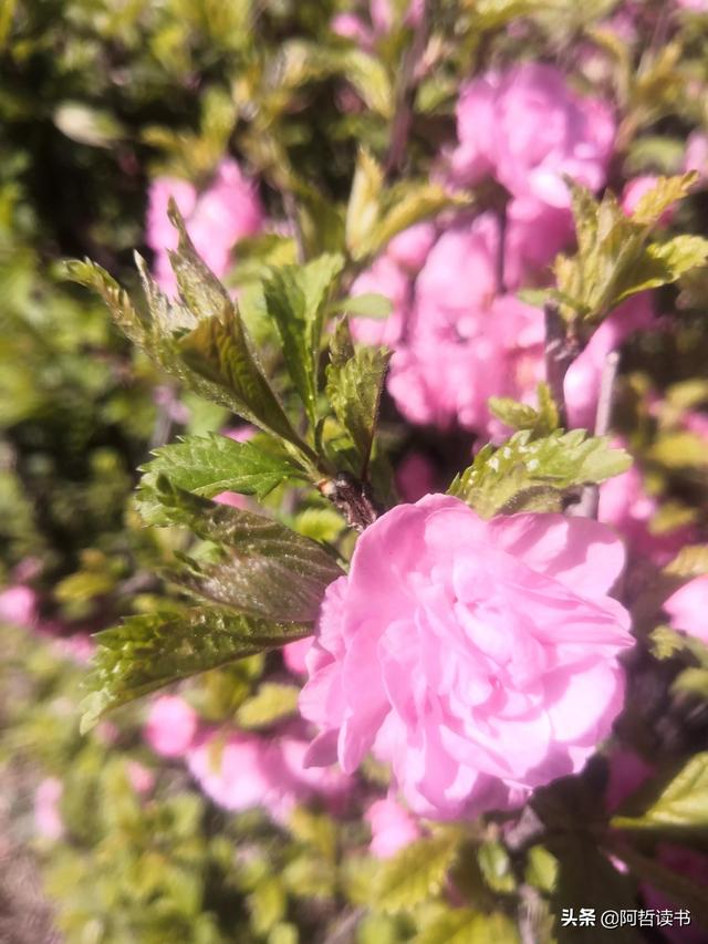 榆叶梅，是绿叶对鲜花的赞美，更是花与叶的相互点缀，相依相偎
