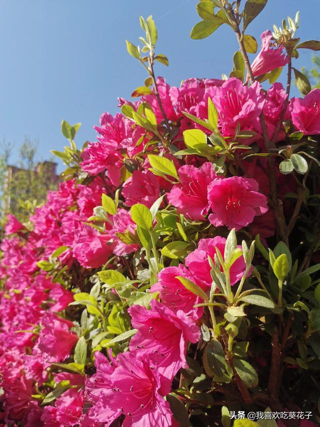 只为杜鹃来开花