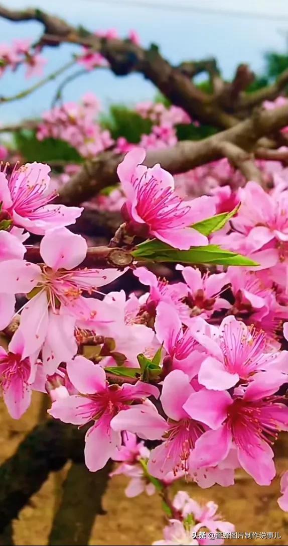 岁月，就是一场花开，花开时鲜艳夺目，芬芳浓郁，蝴蝶也随之而来