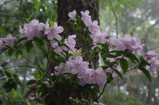 马银花