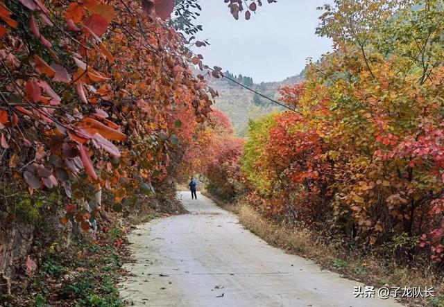 济南红叶谷自驾游免费（济南赏红叶跑山）(15)