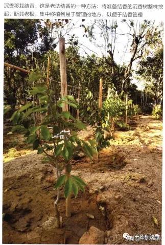 沉香树种植 沉香树种植（沉香树种植前景） 生活