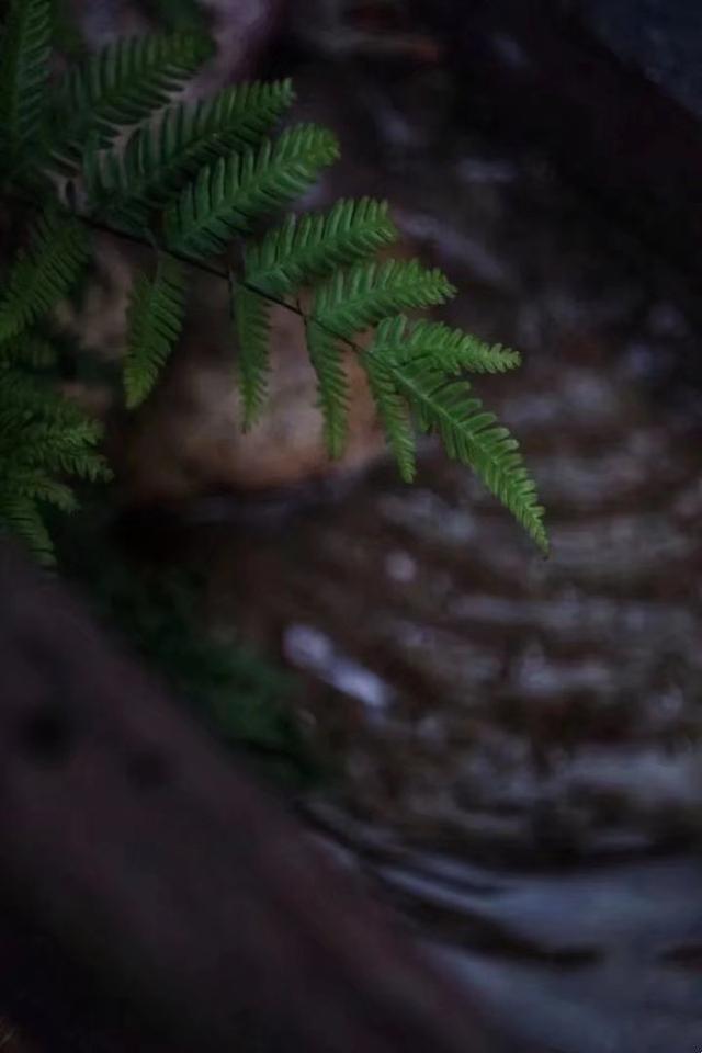 散文：青衫烟雨客，陌上故人来