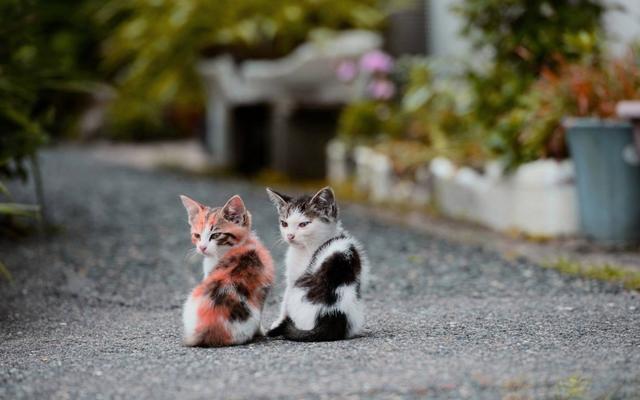 猫发情用手模拟（怎样用手模拟）