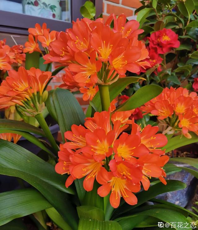 君子兰花图片 君子兰花图片(君子兰花图片简笔画) 大数据