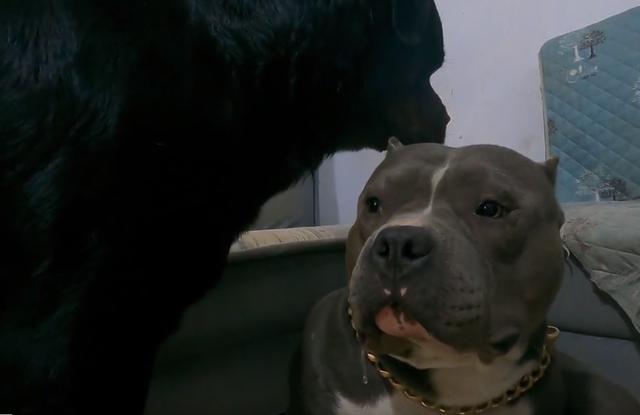 黑色罗威纳犬狗仗人势（豫西小丁全网人仗狗势）(28)