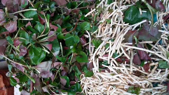 鱼腥草含“马兜铃酸”，会致癌，不能再吃了，是真的吗？