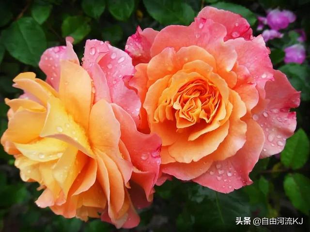 鲜花盛开，姹紫嫣红，争奇斗艳，美不胜收