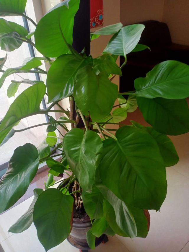 净化空气的植物 净化空气的植物（净化空气的植物室内花） 生活