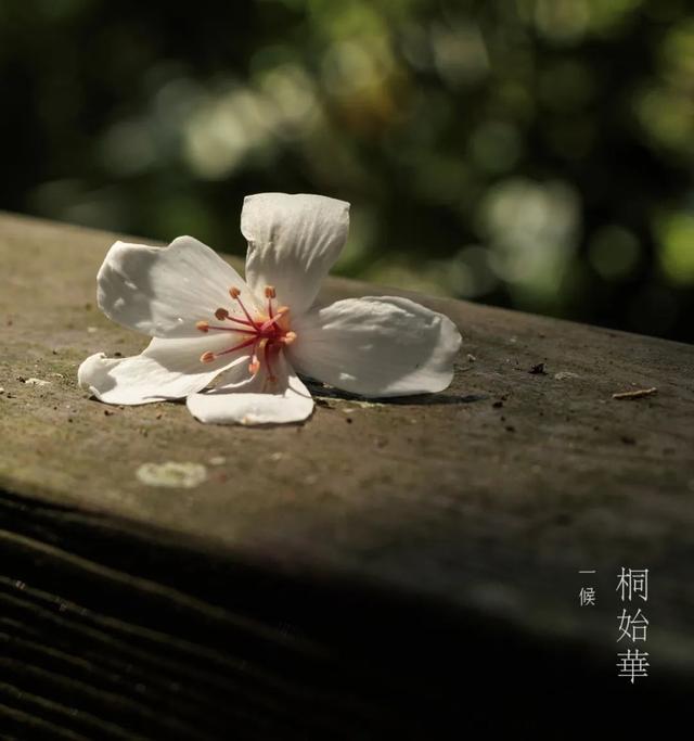 清明时节，如何喝茶养生