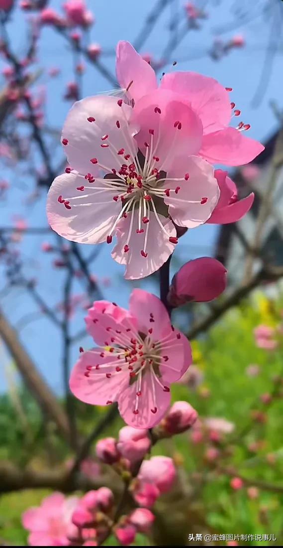 春花烂漫，竞相绽放，鸟语花香