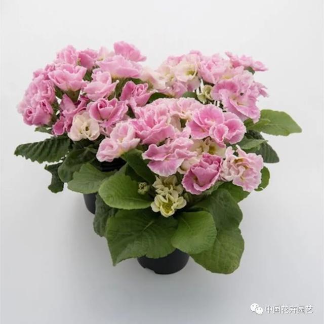新年伊始各大育种公司新品迭出 | 每周国际花讯