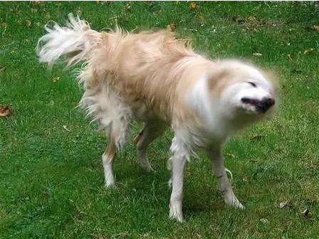 狗狗突然不停甩头怎么回事(频繁甩头控制不住)-艾拉养犬