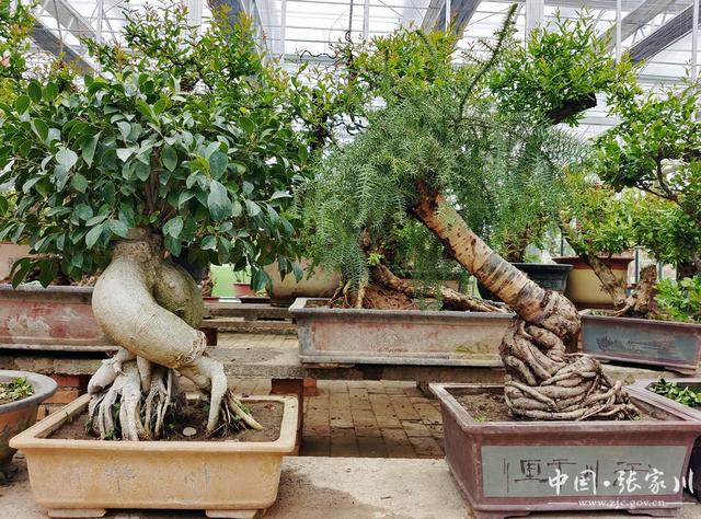 【奋进新征程 建功新时代——喜迎省第十四次党代会】大阳镇：花卉种植铺就乡村振兴路