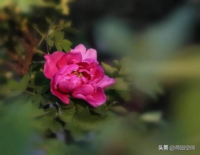 人的能量高了，磨难都是营养，人的能量低了，一句话都会被气死