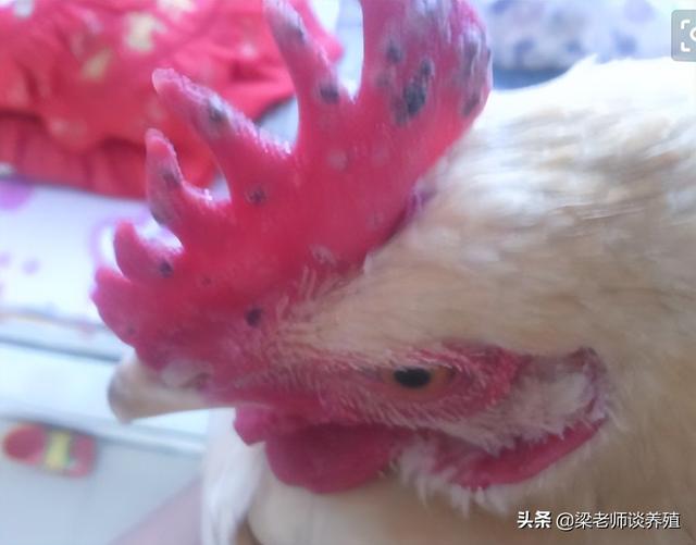 鸡皮肤起疙瘩是什么原因
