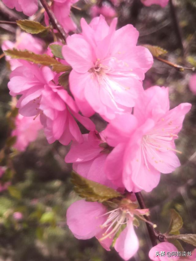 春光明媚，粉红的榆叶梅正芳菲，美美的令人陶醉