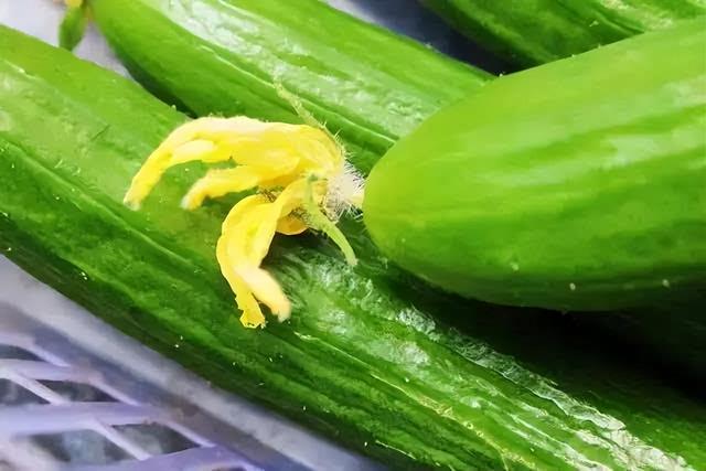 黄瓜是“激素瓜”？提醒：为了健康，尽量少吃这3种黄瓜