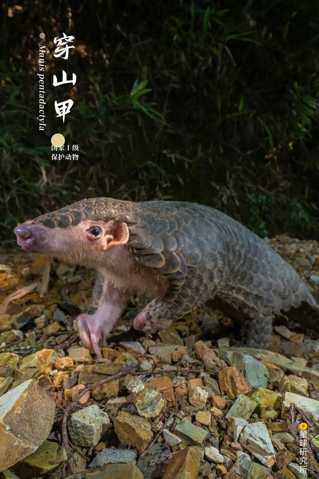 黄石洗砂机哪家便宜