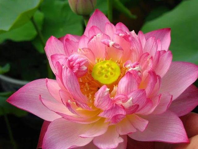 鲜艳夺目的花朵，美了眼，醉了心，忘掉了烦恼