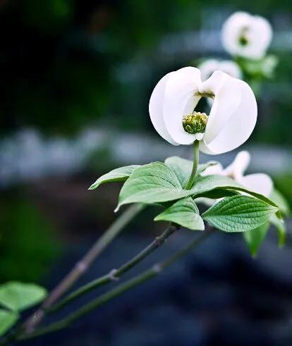 四照花