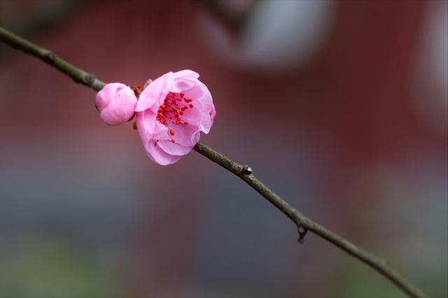 如果，人生可以重来