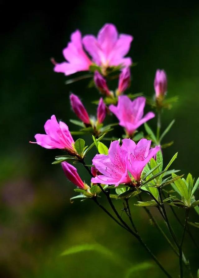 杜鹃花的象征意义