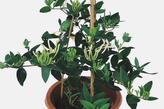 盆栽金银花种植技术