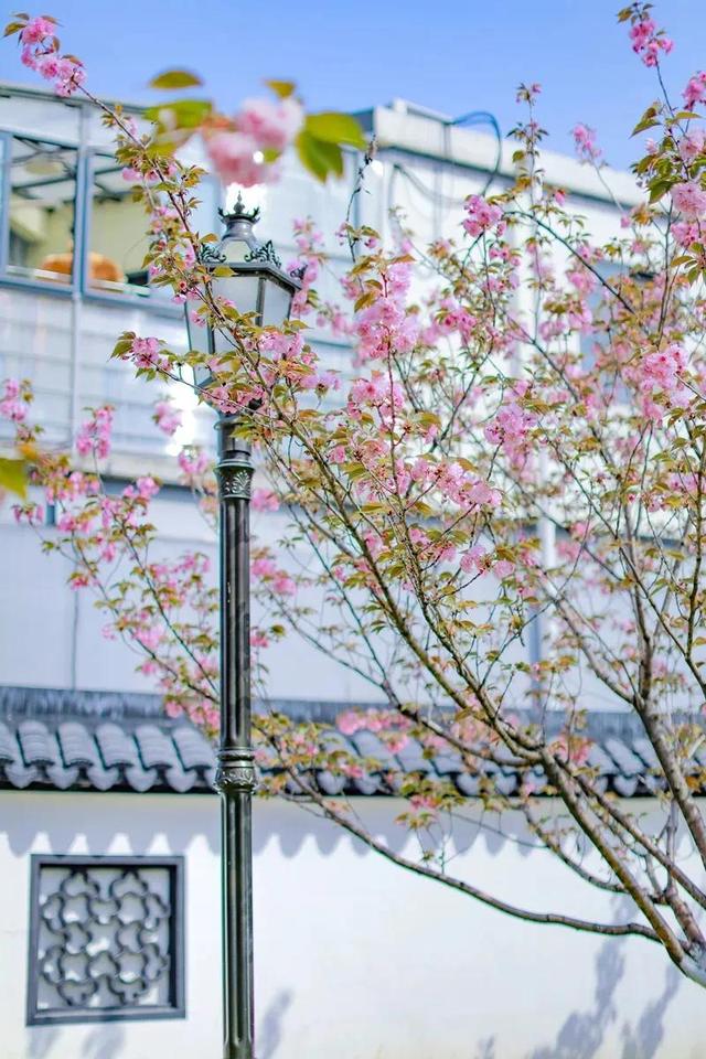 群“樱”荟萃