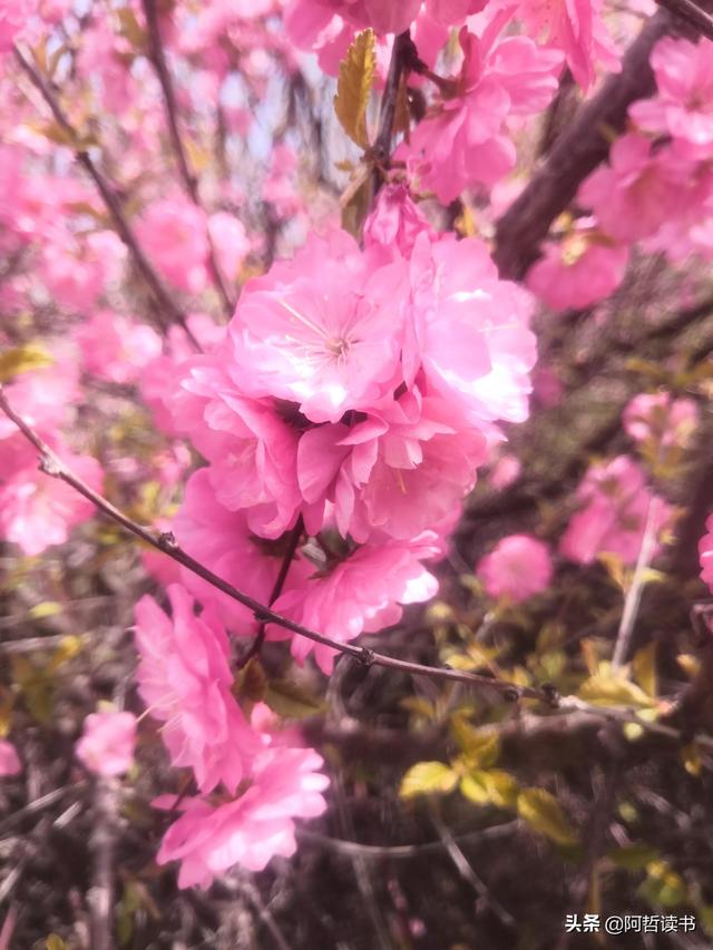 春光明媚，粉红的榆叶梅正芳菲，美美的令人陶醉