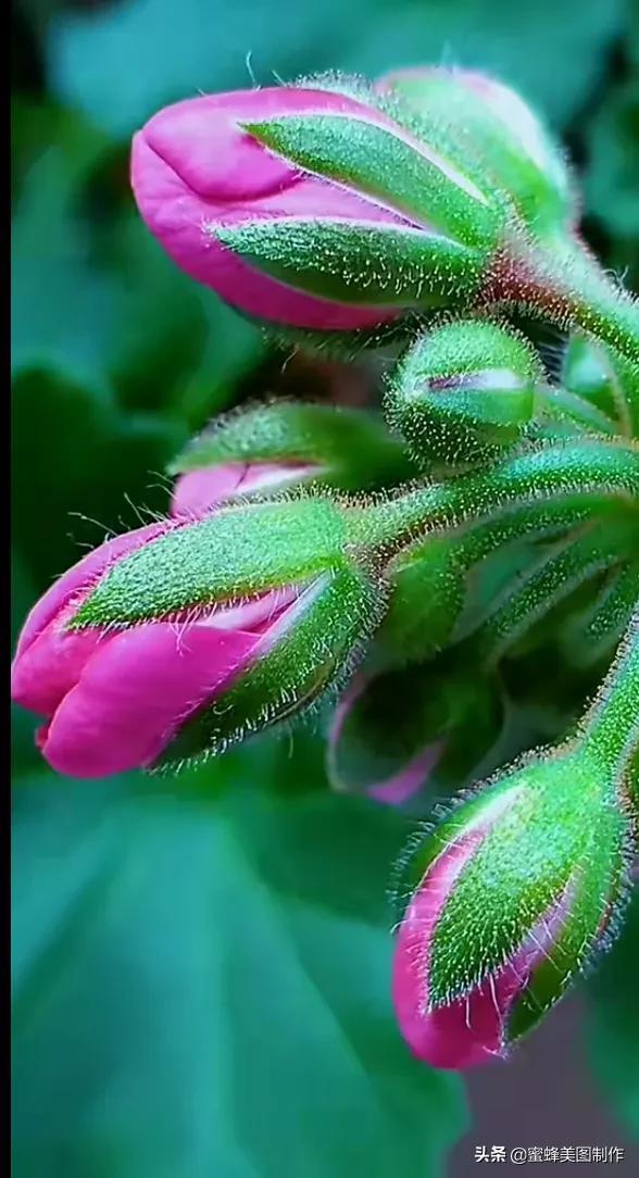 一花一叶即菩提，一草一木皆有情