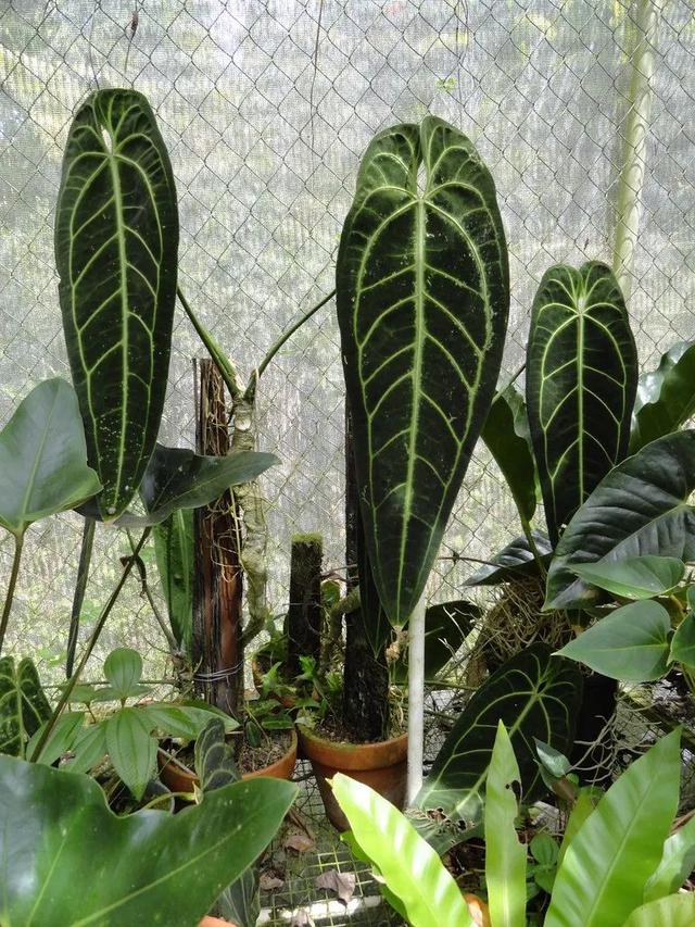 火鹤花