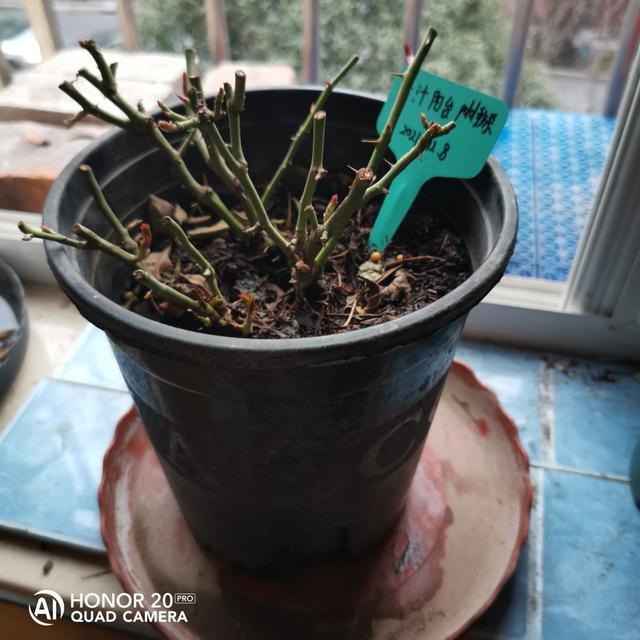 5种花正月快修剪 错过修剪 一年不开花 新闻时间