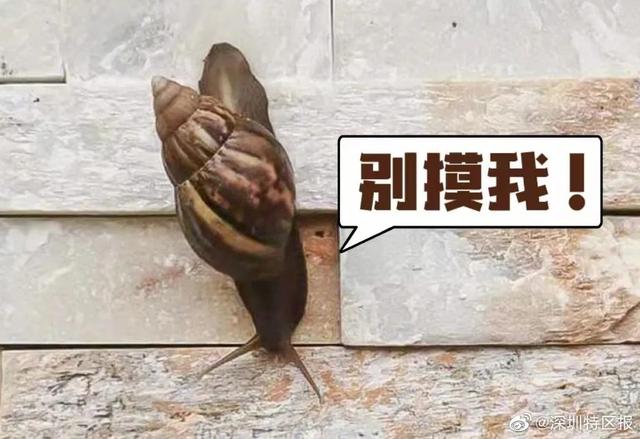 警惕！雨后街头这种生物频繁出没，千万别碰！