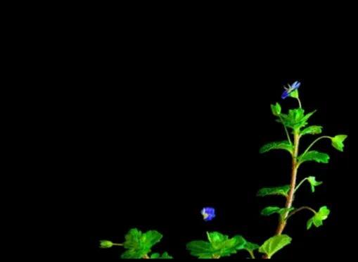 第1841篇（随笔）《一花一世界》