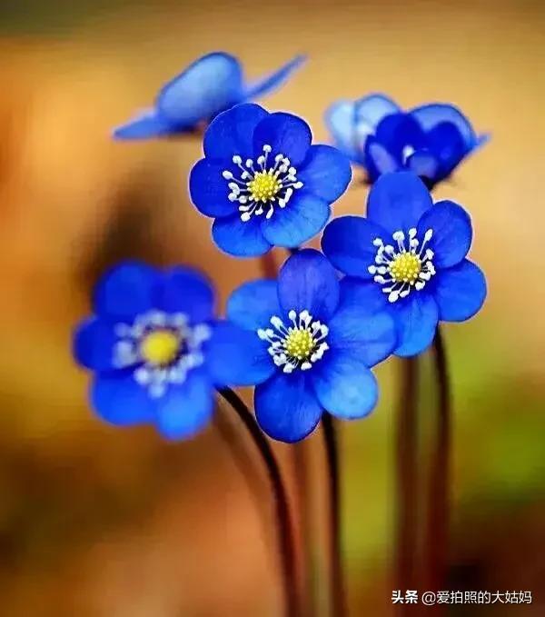 笑看花开，静赏花落