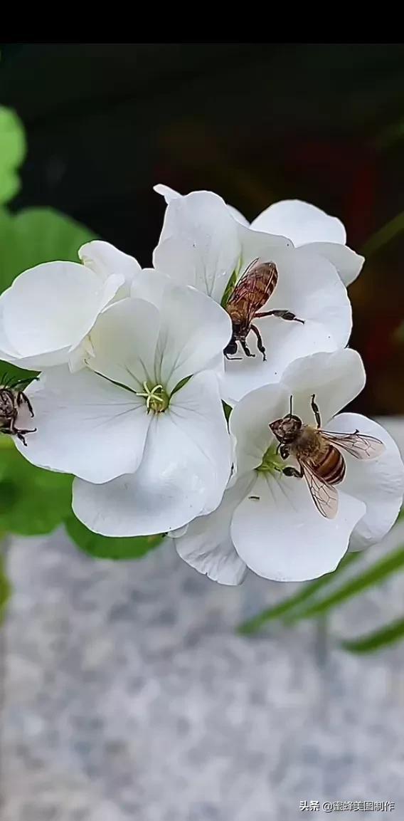 一花一世界，姹紫嫣红，婀娜多姿，带来了美好的心情