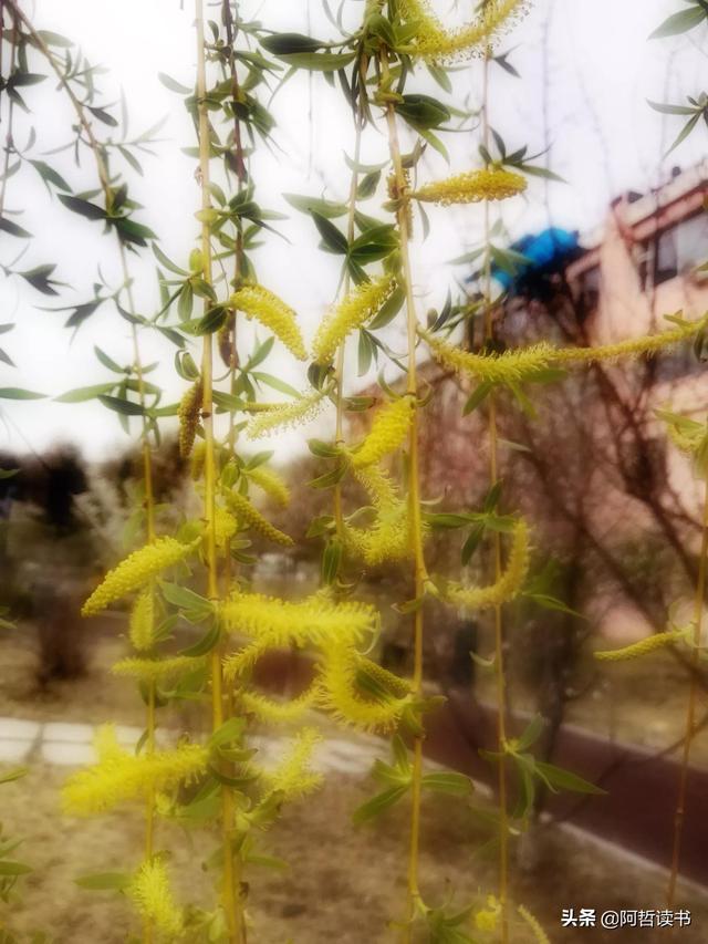 漫步河畔，垂柳蹁跹，一抹新绿入眼帘，真养眼