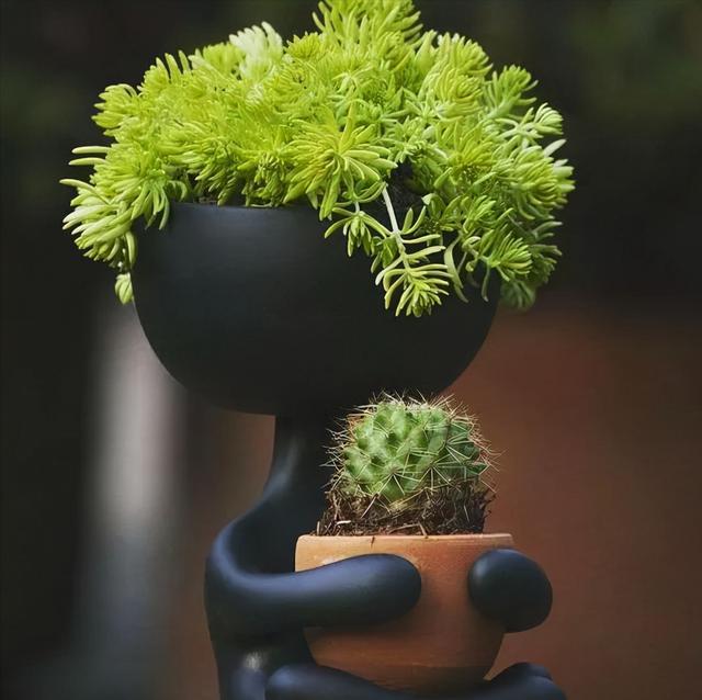绿植养护