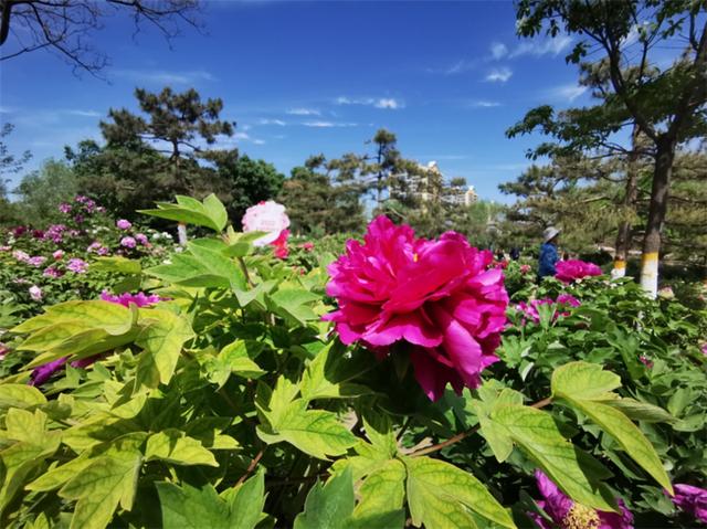 赏一片花海，读一本好书，这个“花园书房”太美妙了！